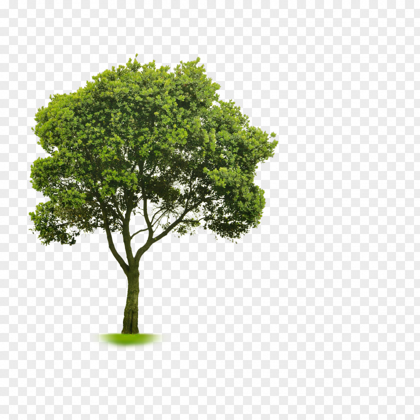 Shading Choosing Small Trees Clip Art PNG
