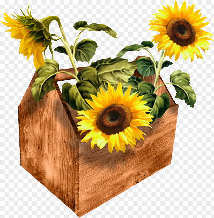 Sunflower Drawing Clip Art PNG