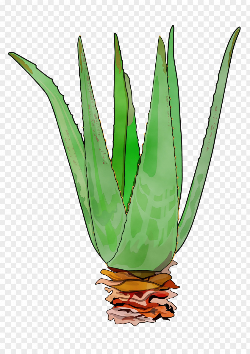 Xanthorrhoeaceae Flowering Plant Leaf Aloe Terrestrial Agave PNG