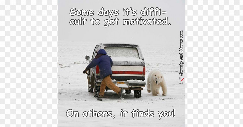 Chasing Slapstick Polar Bear Humour Winter Image PNG