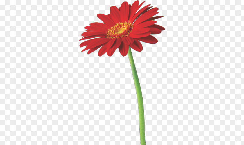Flower Cut Flowers Desktop Wallpaper Transvaal Daisy Floral Design PNG