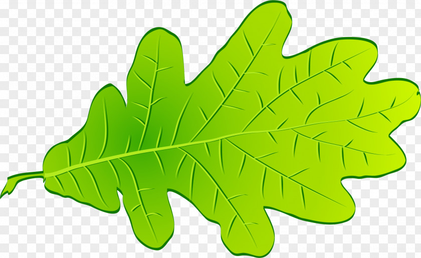 Fresh Green Leaves Leaf Tree PNG