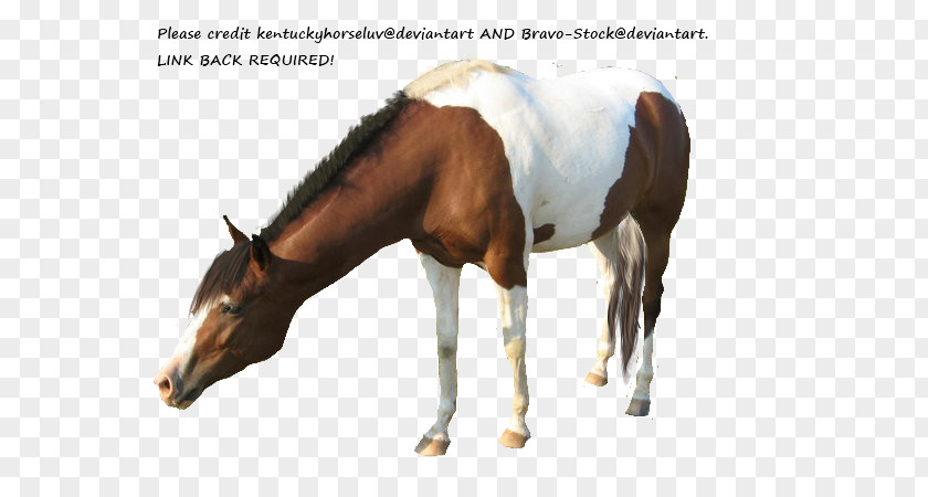 Painted Horse Mare American Paint Miniature Appaloosa Mustang PNG
