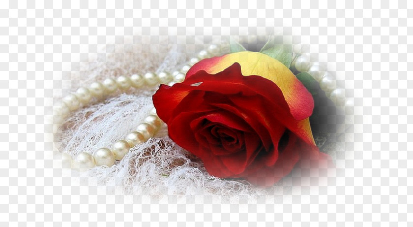 Rose Blog Photography PNG