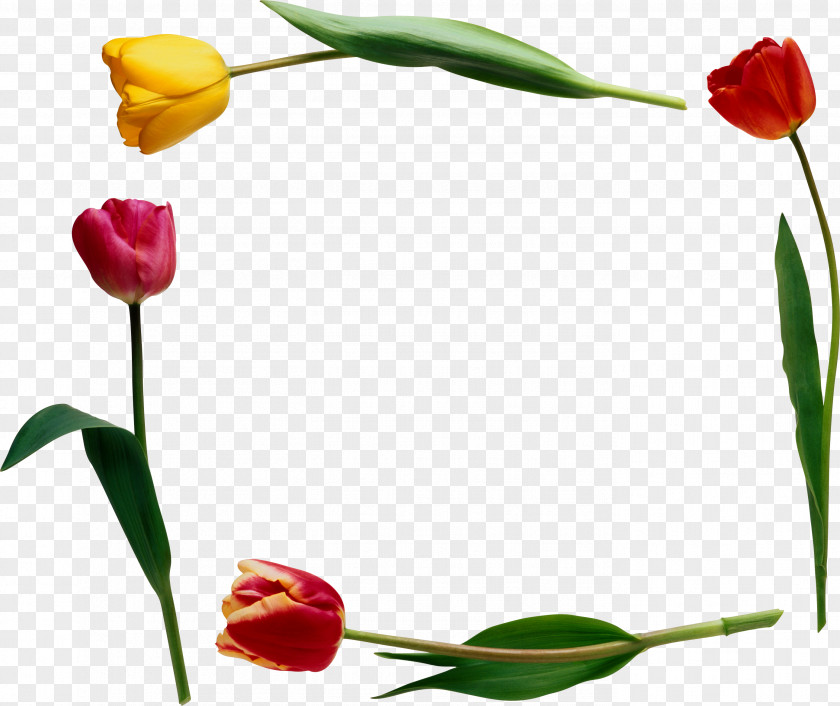 Tulip Flower Clip Art PNG