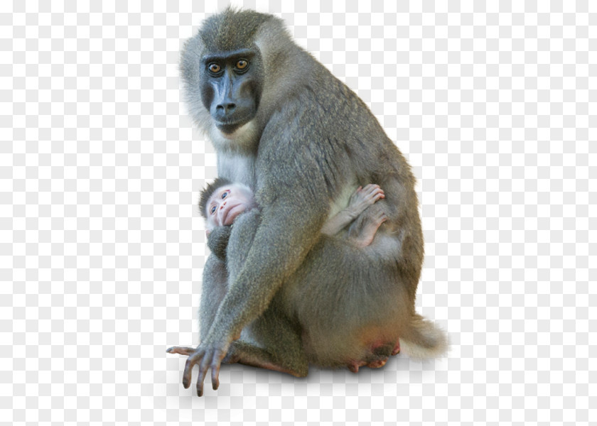 Drill Monkey Macaque Old World Monkeys Color Black PNG