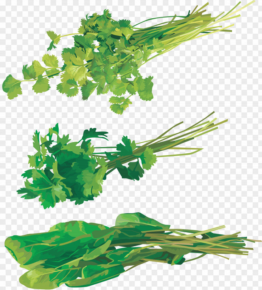 Vegetable Coriander Parsley Dill Leaf Clip Art PNG