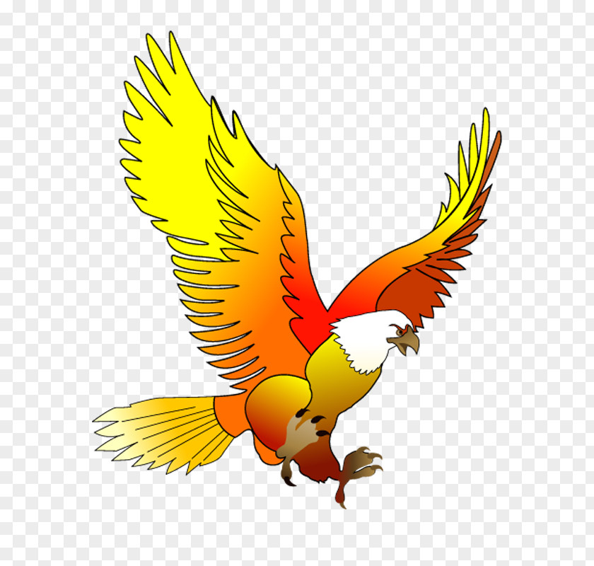 Beautiful Birdz Android Application Package Eastern Kingbird Mobile App PNG