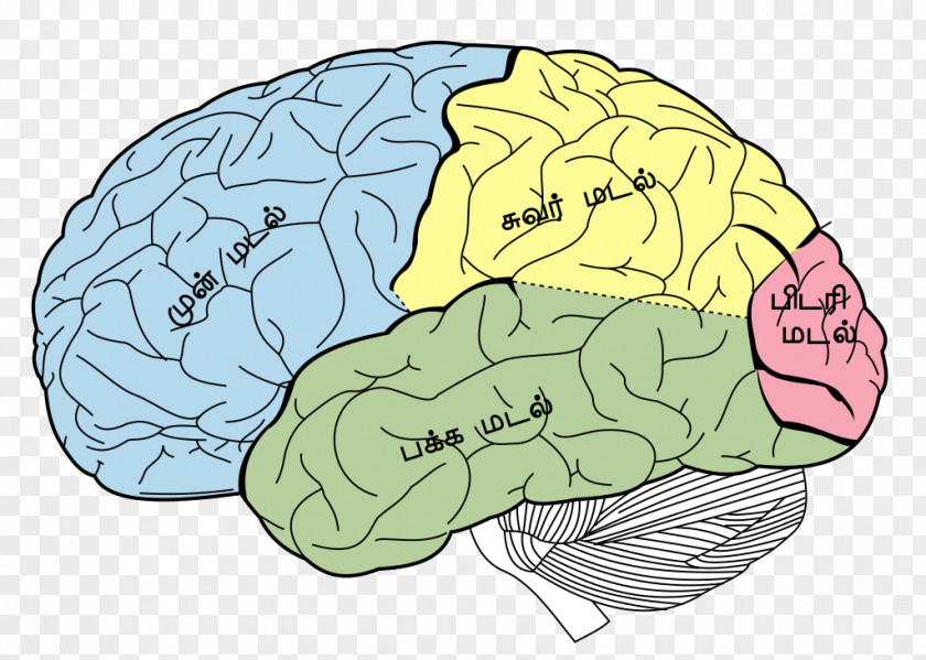 Brain Lobes Of The Parietal Lobe Frontal Temporal PNG