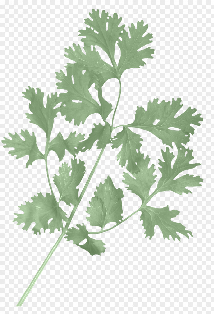 Celery Design Element Coriander Herb Parsley Salsa Stock Photography PNG