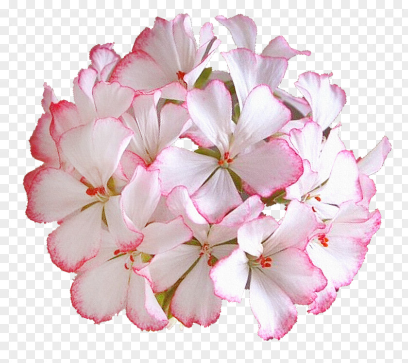 Flower Cut Flowers Photography Petal PNG