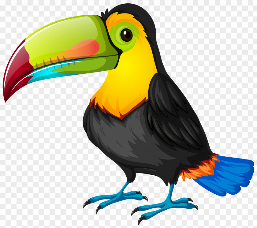 Toucan Cartoon Transparent Image Bird Parrot PNG