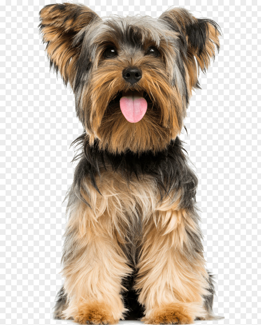 Yorkshire Terrier Boston Puppy Airedale American Staffordshire PNG