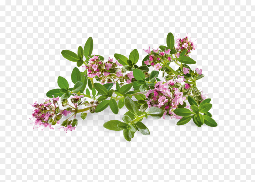 Flower Thymes Herb Sabinene Terpene Pinene PNG