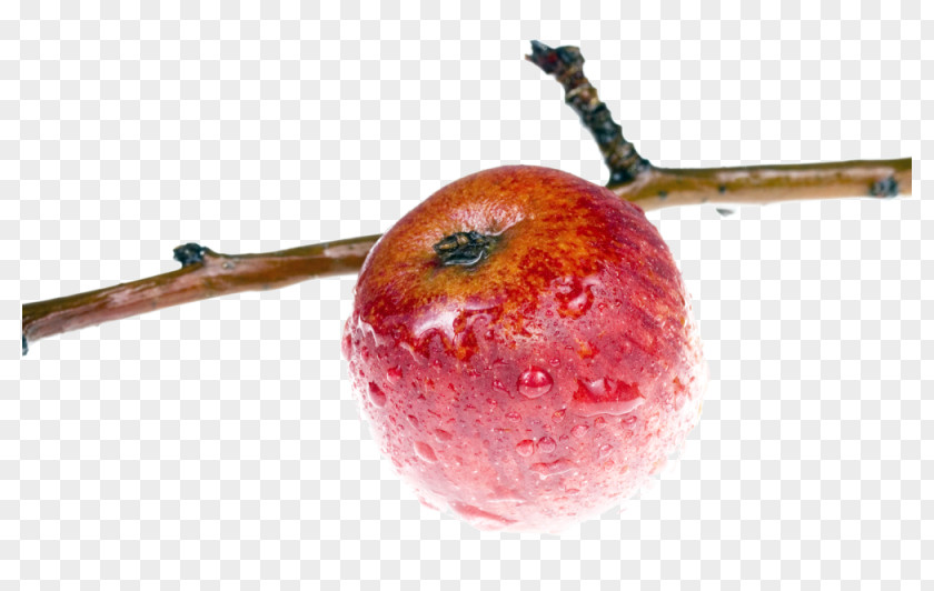 Red Apple Branch Wallpaper PNG