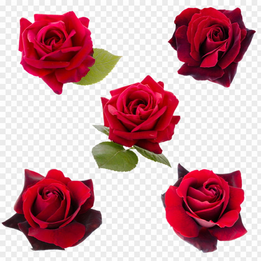 Red Rose Flower Closeup PNG rose flower closeup clipart PNG