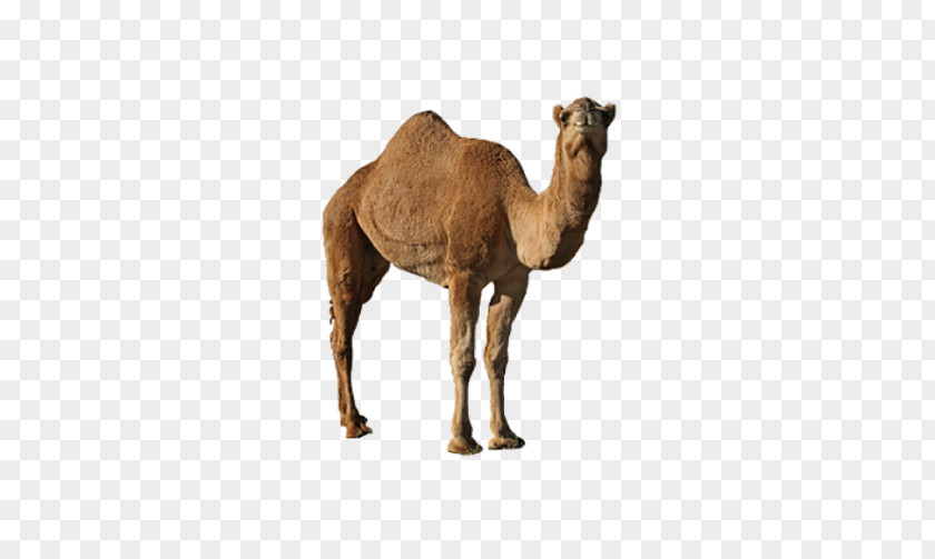 Western Singles Camel Dromedary Bactrian Clip Art PNG
