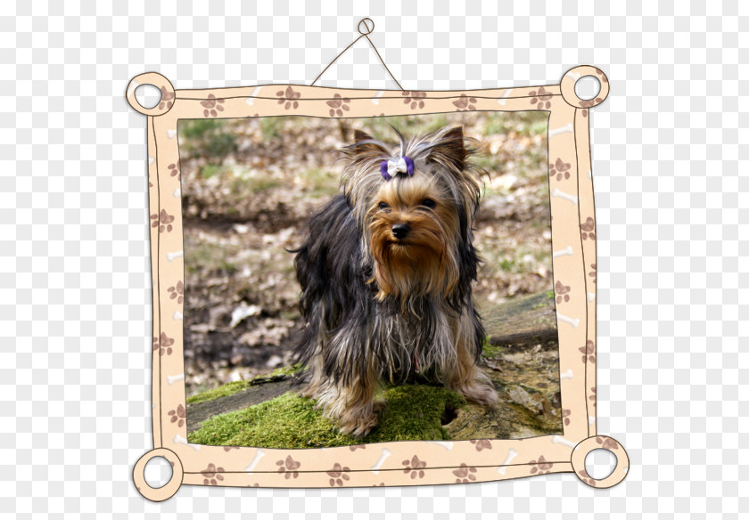 Yorkshire Terrier Australian Silky Companion Dog Breed PNG