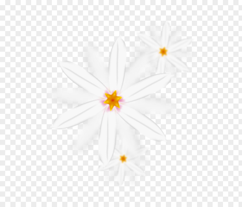 Beautifully White Chrysanthemum Floral Design Petal Pattern PNG