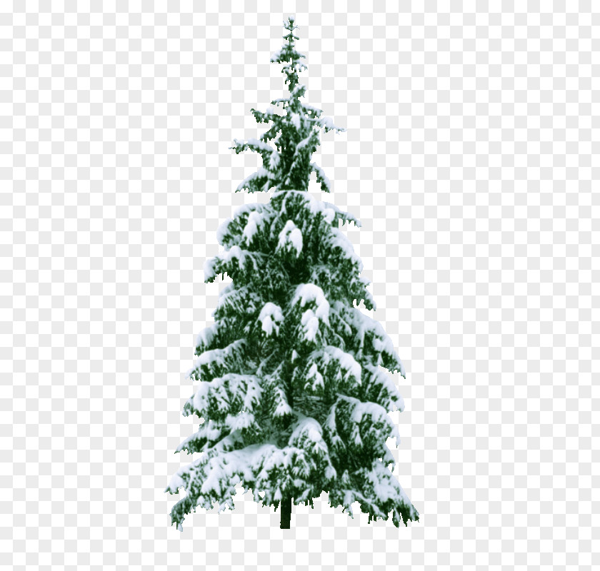 Christmas Tree Clip Art PNG