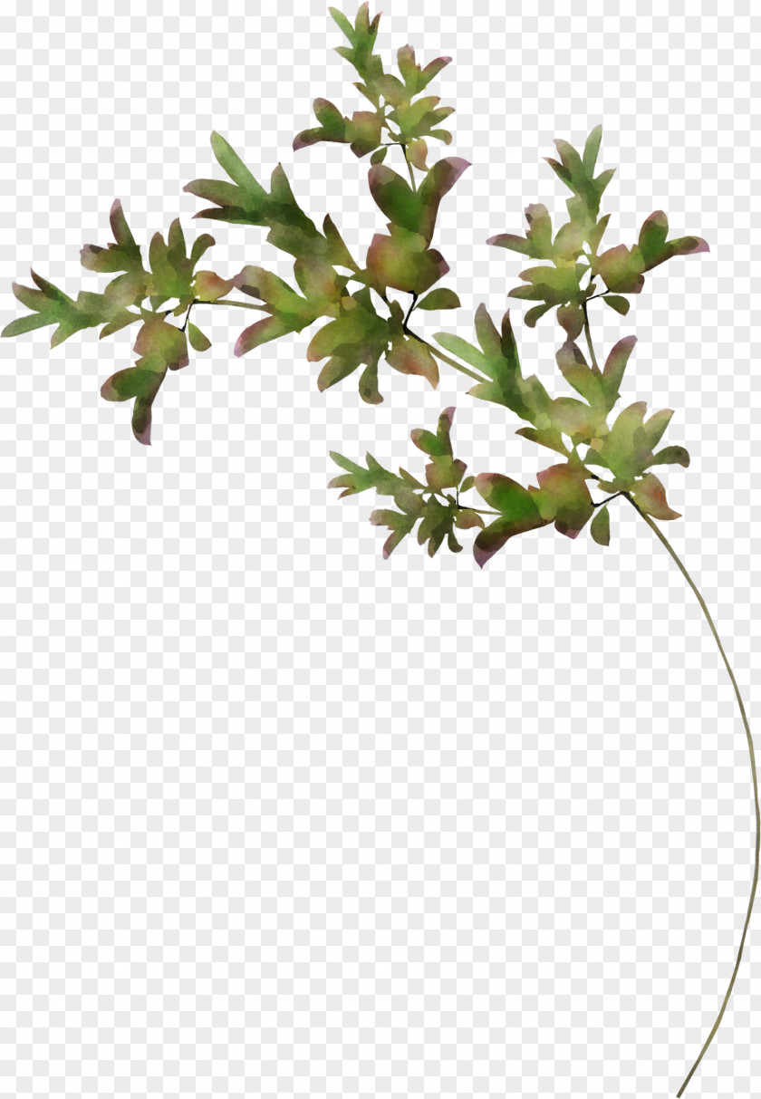 Flower Plant Leaf Branch Stem PNG