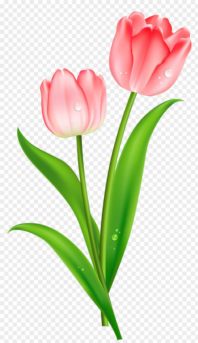Pink Tulips Clipart Indira Gandhi Memorial Tulip Garden Flower Clip Art PNG