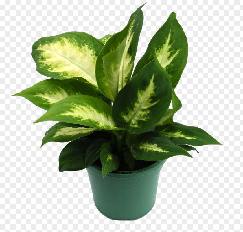 Plant Rubber Fig Houseplant Dieffenbachia Amoena Dracaena Fragrans PNG