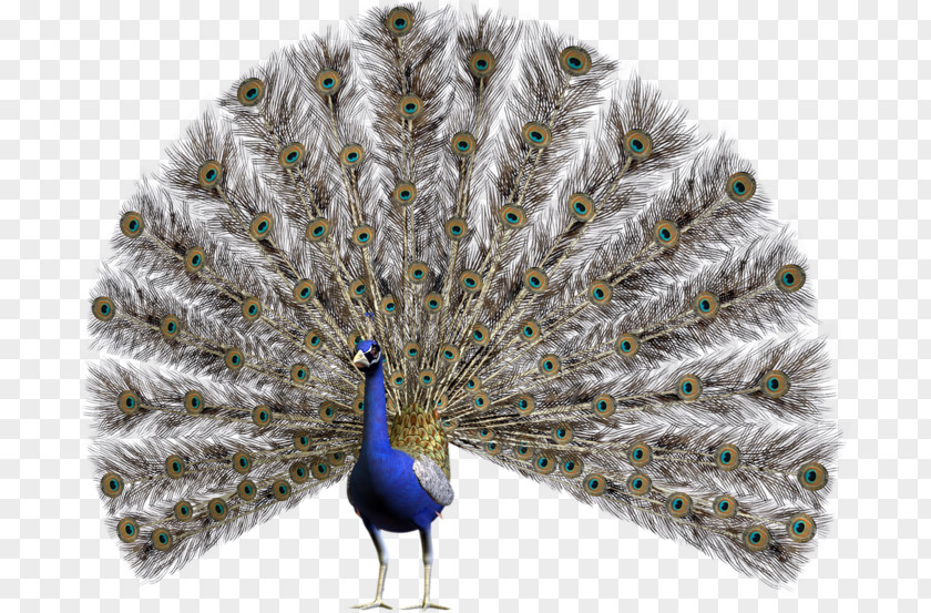 Bird Pavo Feather Clip Art PNG