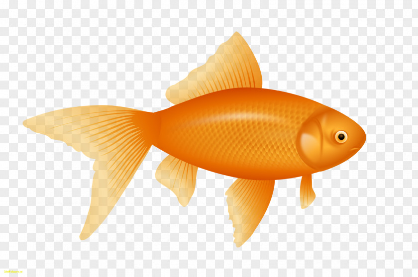 Fishing Goldfish Desktop Wallpaper Clip Art PNG