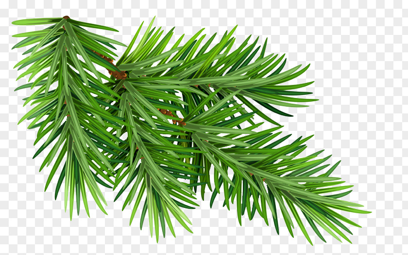 Plant Singleleaf Pine Shortleaf Black Spruce Columbian Balsam Fir Yellow Jack PNG