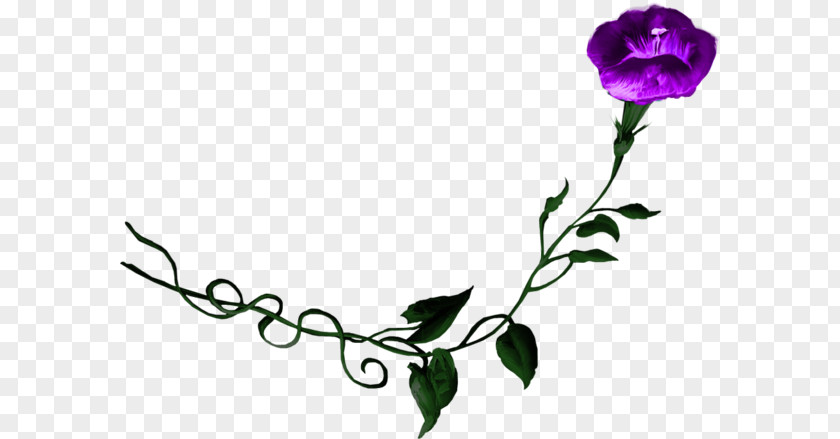 Purple Floral Design Flower Morning Glory Rose PNG