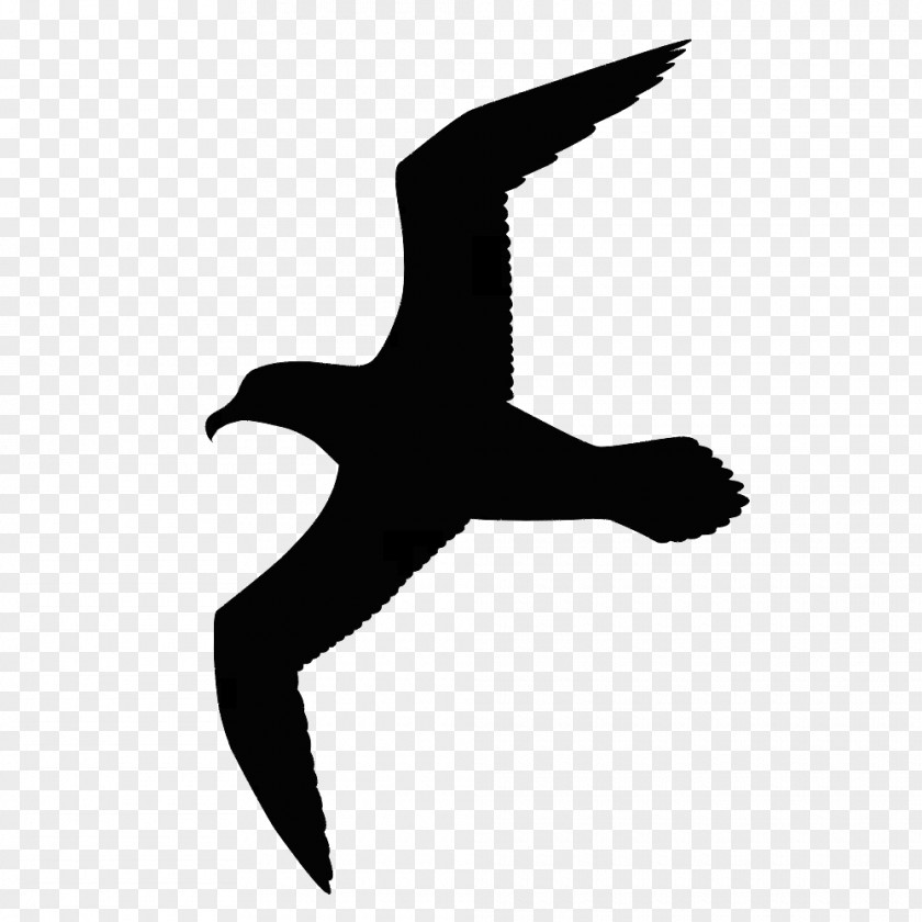Seagulls Siloutte Gulls Bird Great Black-backed Gull Drawing Clip Art PNG