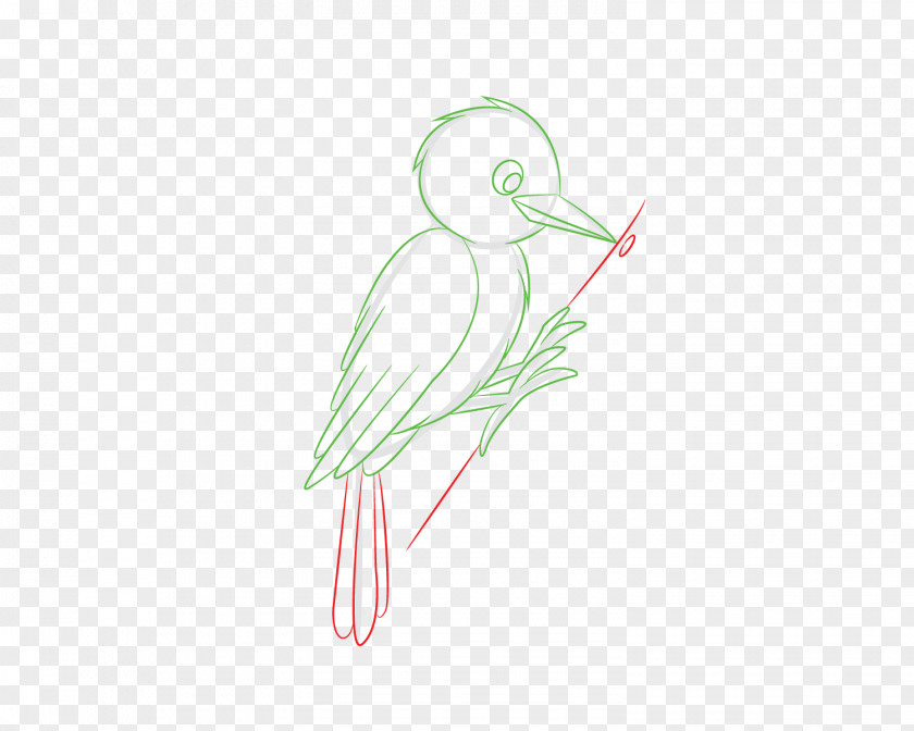 Bird Beak Drawing Illustration /m/02csf Graphics PNG