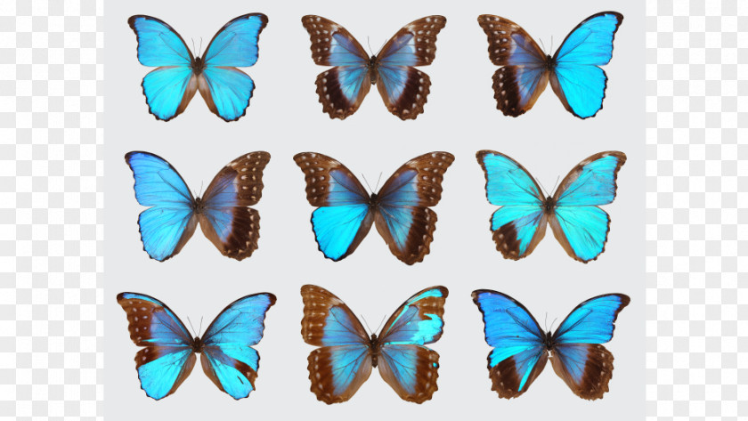 Butterfly Genetics Insect Gynandromorphism Morpho PNG