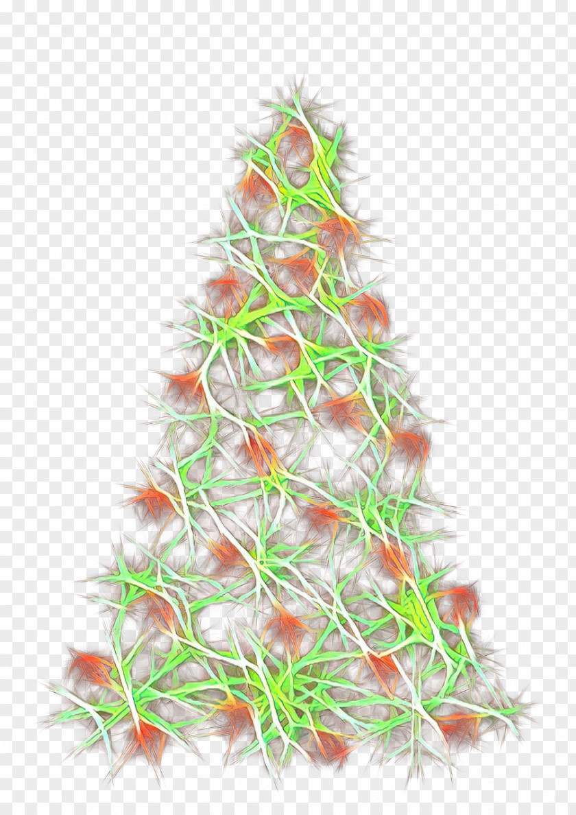 Conifer Pine Christmas Tree PNG