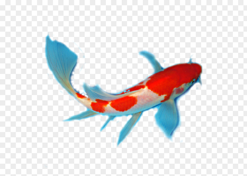 Fish Butterfly Koi Bony Fishes Anatomy PNG