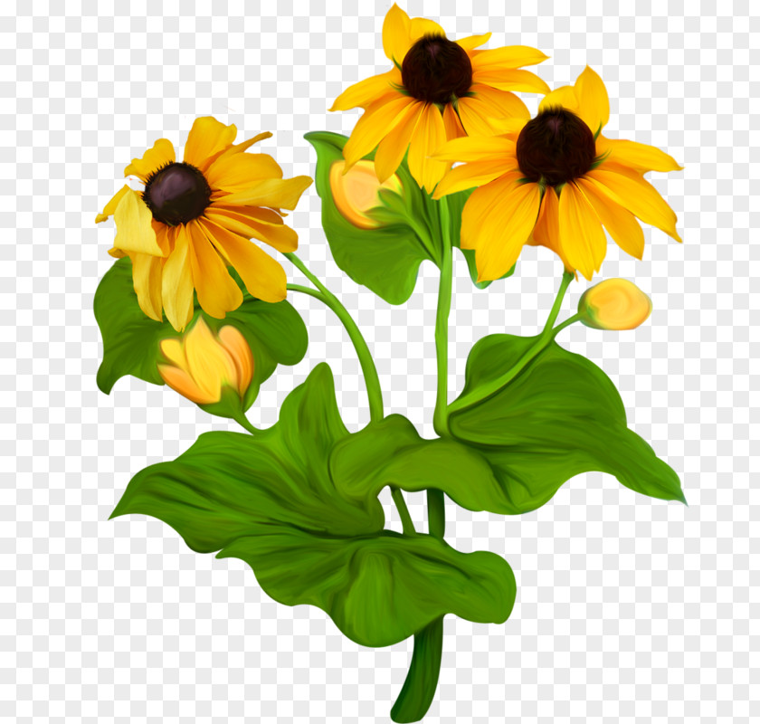 Flower Clothing Clip Art PNG