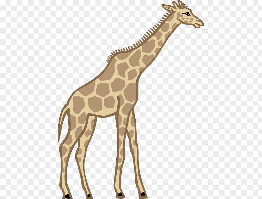 Girafe Clip Art Women Openclipart Free Content Image PNG