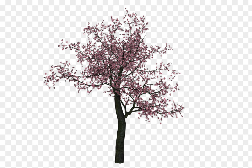 Personalized Single Page Cherry Blossom Tree PNG