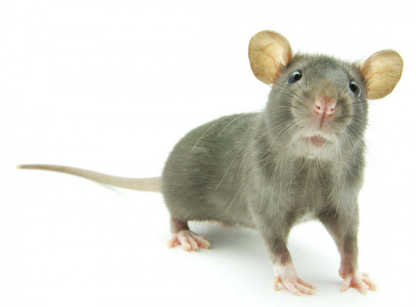 Rat & Mouse Rodent Pest Control Health PNG