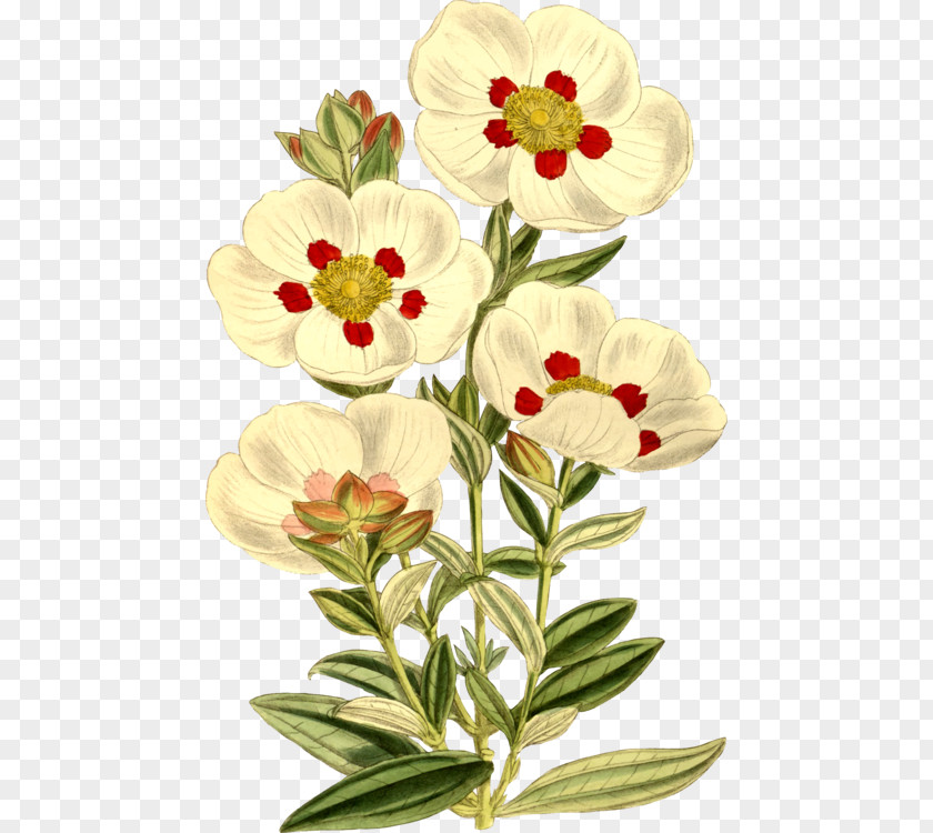Cistus Gum Rockrose Labdanum Botanical Illustration Botany PNG