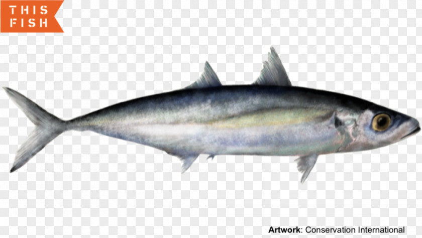 Fish Sardine Thunnus Mackerel Scad Products PNG