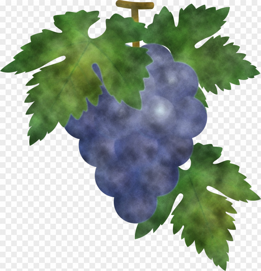 Grape Grapes Fruit PNG