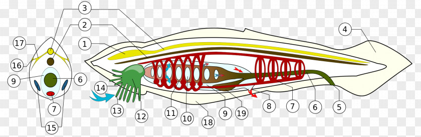 Nerve Structure Vertebrate Lancelet Branchiostoma Lanceolatum Cephalochordata Notochord PNG