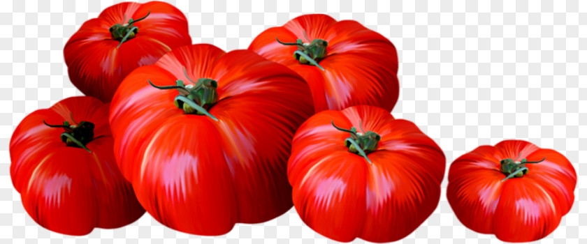 Tomato Plum Bell Pepper Bush Drawing PNG