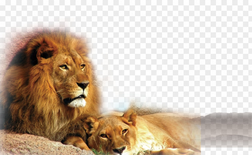 Two Lions East African Lion Cat Black Panther Felidae Tiger PNG