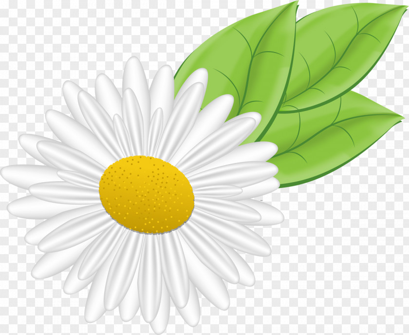 Camomile German Chamomile Flower Clip Art PNG