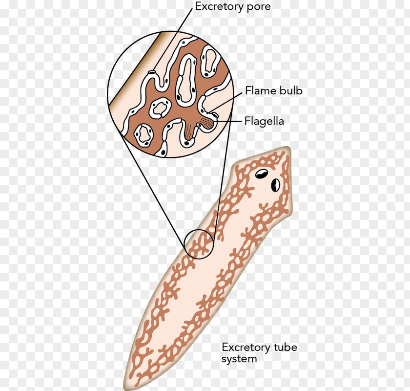 Excretory System Flatworm Animal Planarian PNG