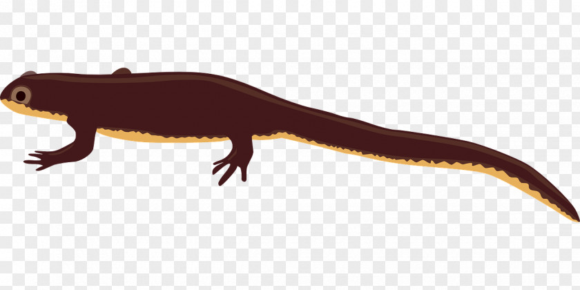 Reptile Newt Fire Salamander Clip Art PNG