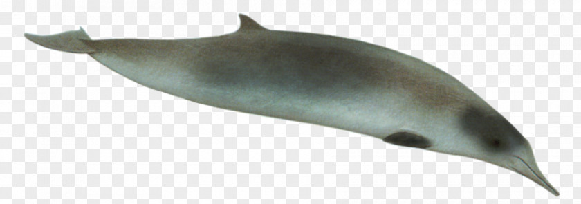 Risso's Dolphin Tucuxi Porpoise Spade-toothed Whale Ginkgo-toothed Beaked Strap-toothed PNG